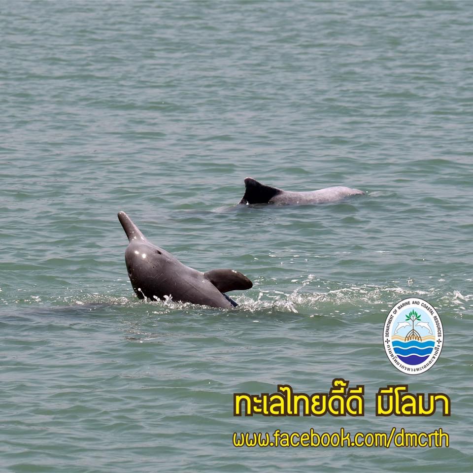 สวัสดี พี่น้องเครือข่ายรักษ์ทะเลไทย