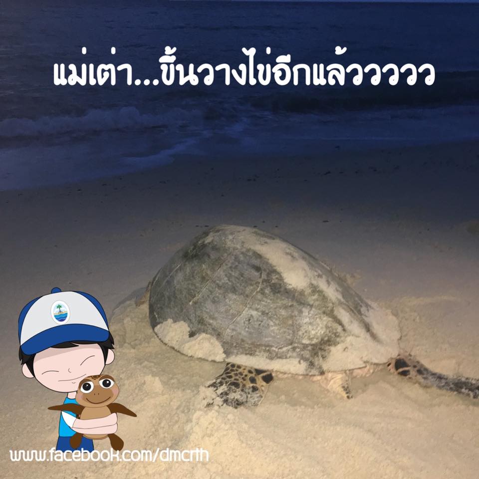 สมกับการรอคอย เดินเต่าเกาะขามพบแม่เต่าขึ้นวางไข่สำเร็จ