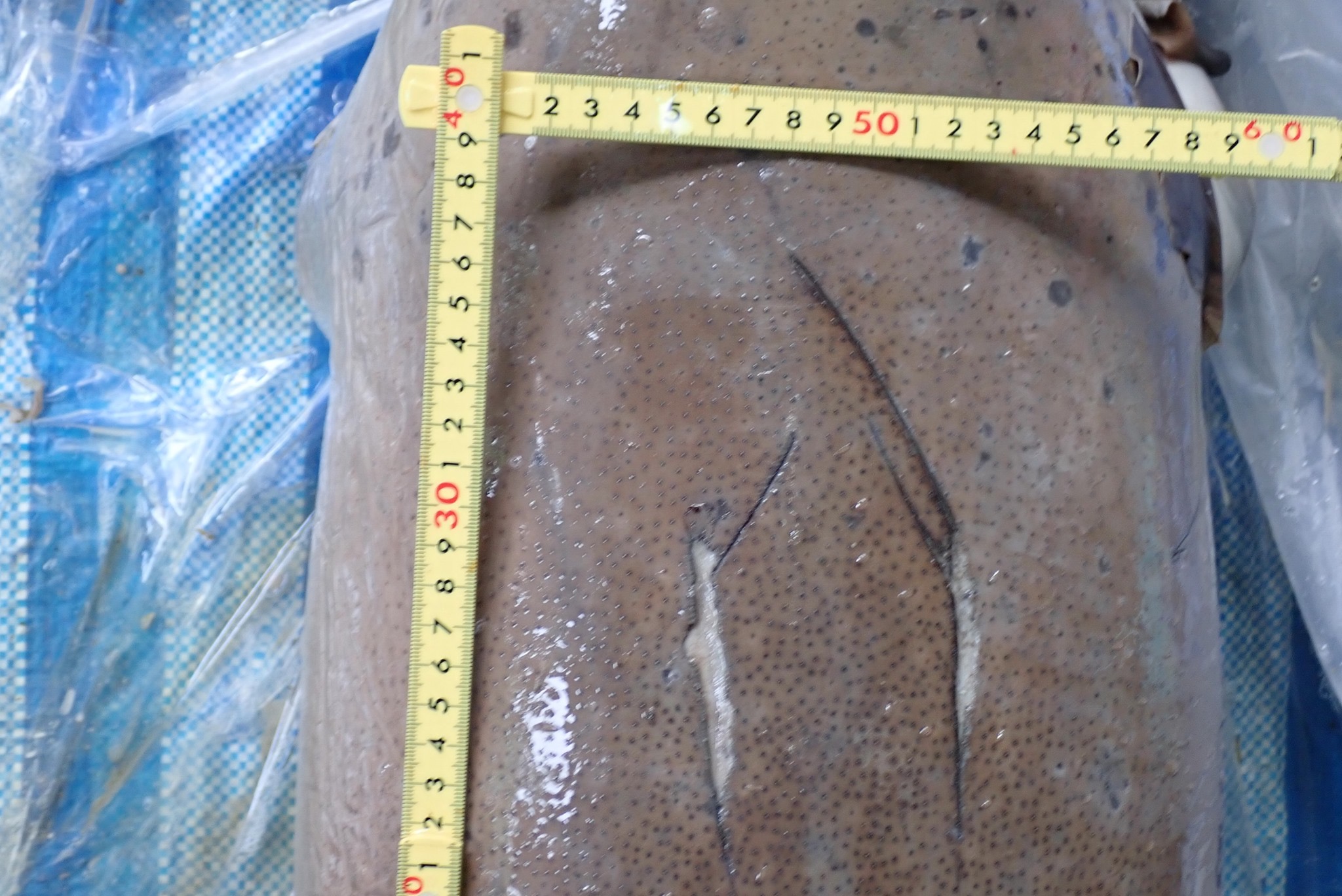 ผลการชันสูตรซากลูกพะยูนจากเกาะลิบง พบคมเขี้ยวและรอยช้ำ