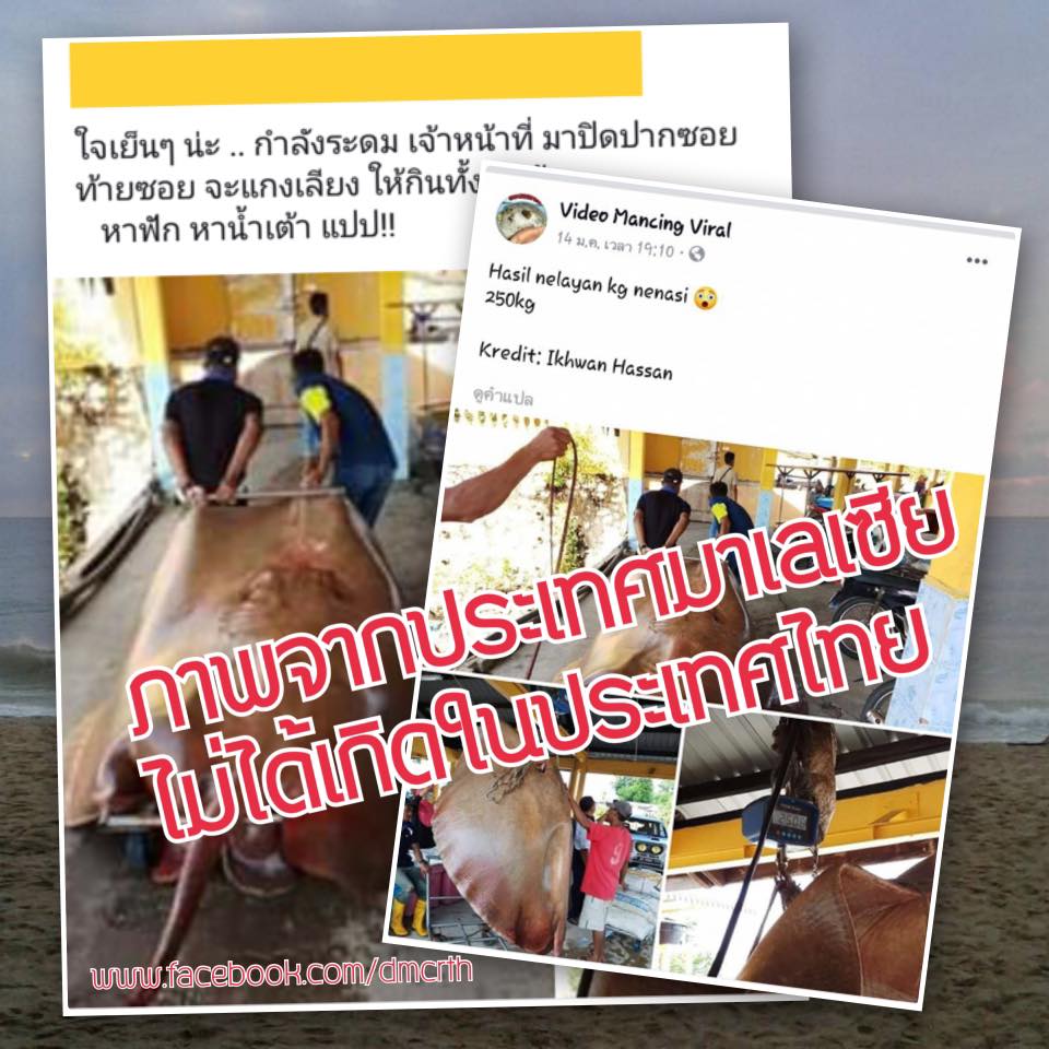 จับกระเบนราหูที่ตากใบ สรุปเป็นข่าวไม่จริง