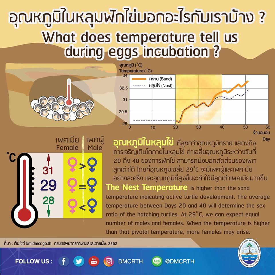 เรารักเต่ามะเฟือง ตอนที่ ๒ : ติดตามการเติบโต ภายในหลุมฟักไข่เต่ามะเฟือง
