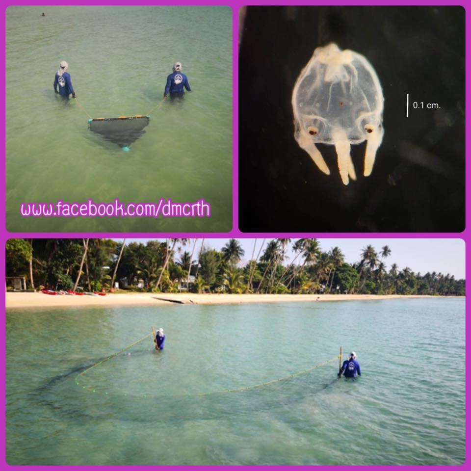 พบแมงกระพรุนชนิดพิษไม่ร้ายแรง ทะเลเกาะกูดและเกาะหมาก