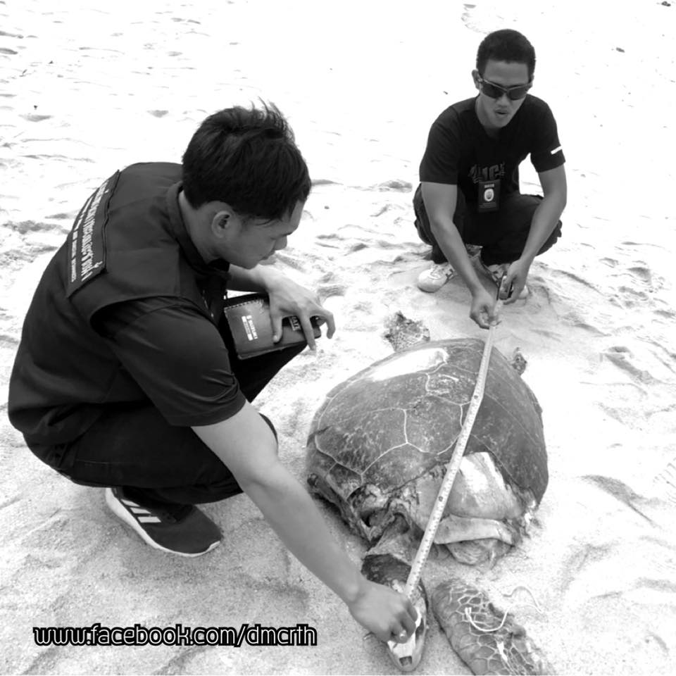 เศร้า!!! รับซากเต่าตนุ ตายเกยหาดแสงจันทร์