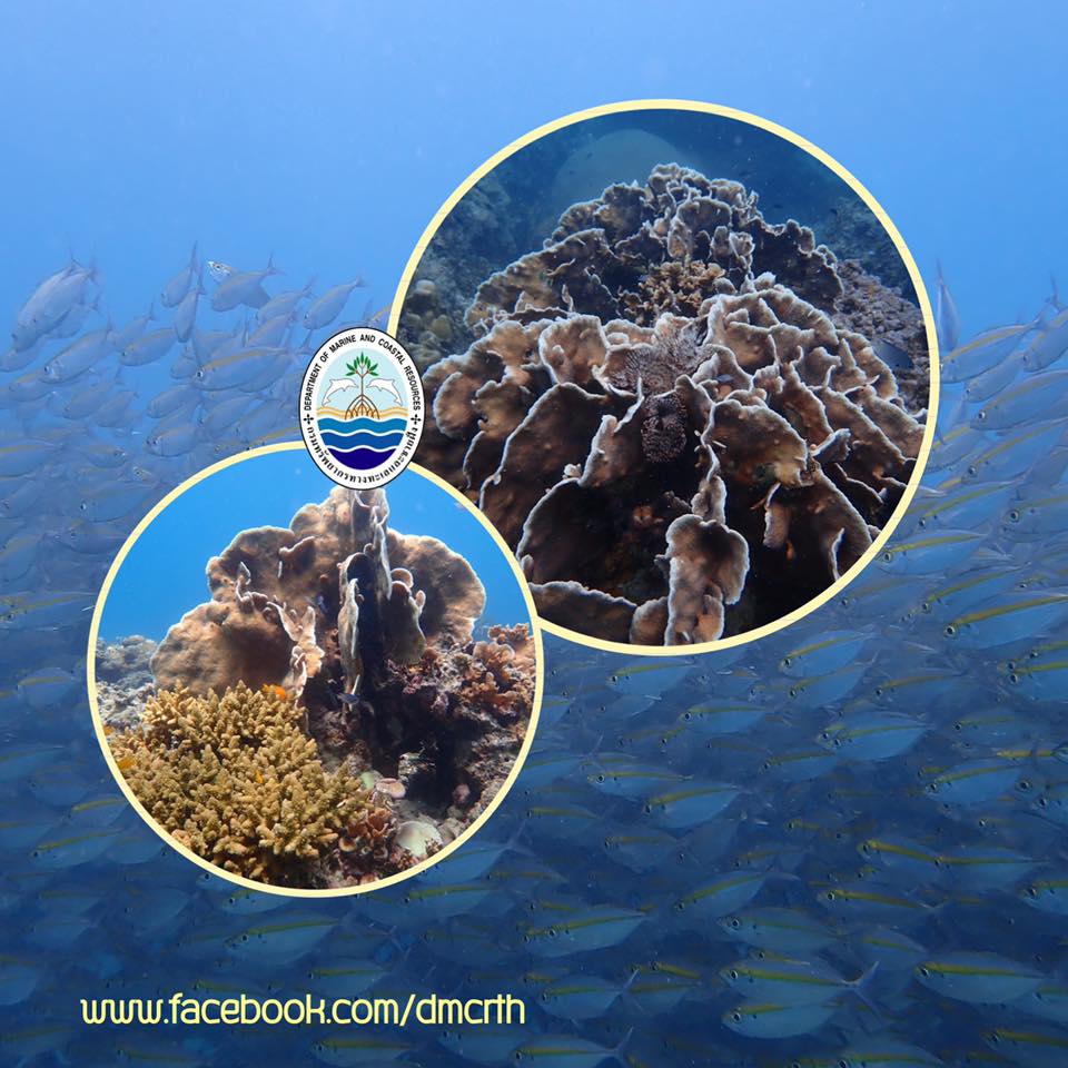 พาชมความสมบูรณ์แนวปะการัง เกาะเต่า เกาะพะงัน