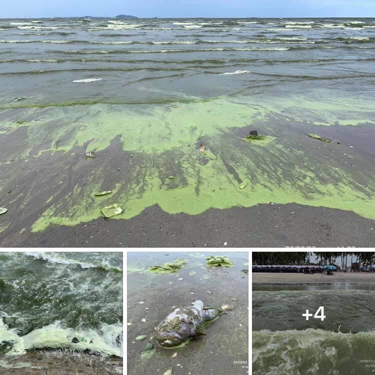 ยังเขียวต่อเนื่อง น้ำทะเลเปลี่ยนสีหาดบางแสน