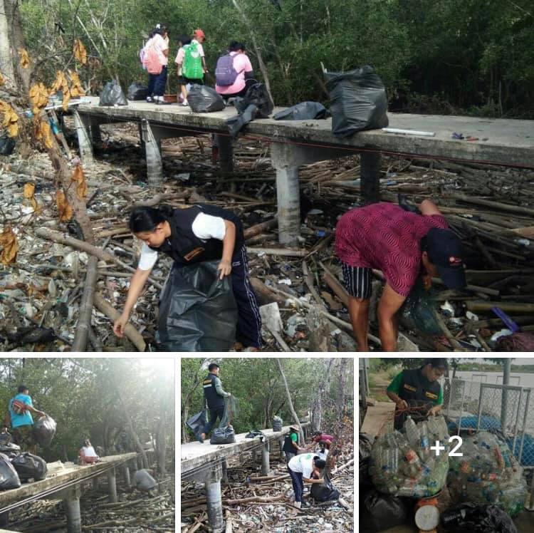 รวมพลังชาวขุนสมุทรจีน เก็บขยะในป่าชายเลน