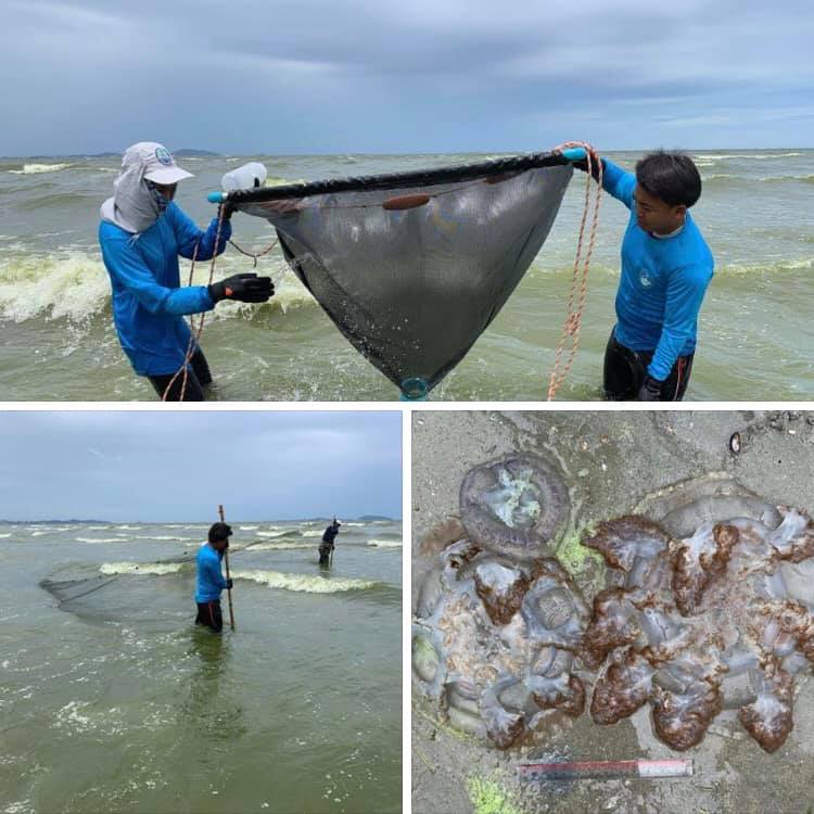 ติดตามข่าวแมงกะพรุนพิษ หาดบางแสน