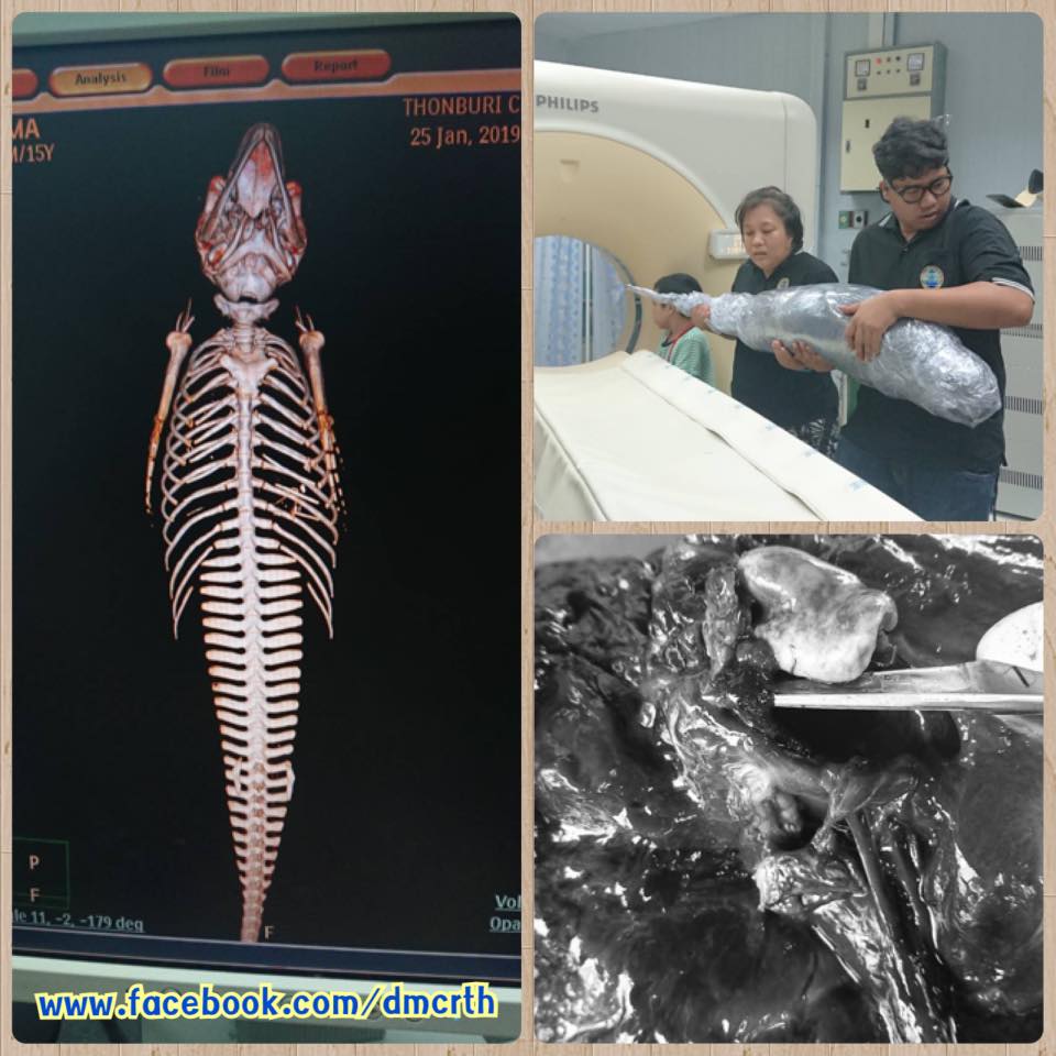 ผลการชันสูตรออกแล้วพบโลมาป่วยตาย หาด​ถ้ำ​พระยา​นคร