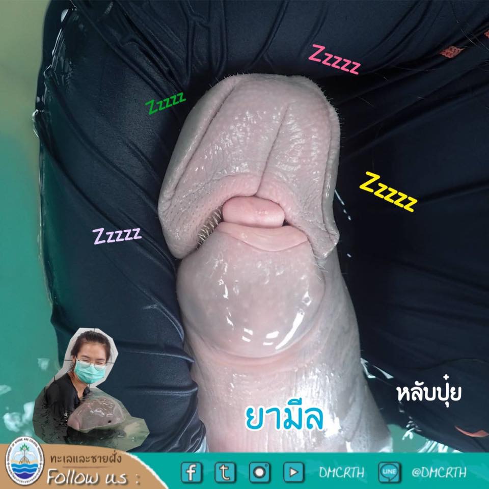 มาตามดูสุขภาพ ยามีล ช่วงนี้แข็งแรงดีสบายๆ ครับ