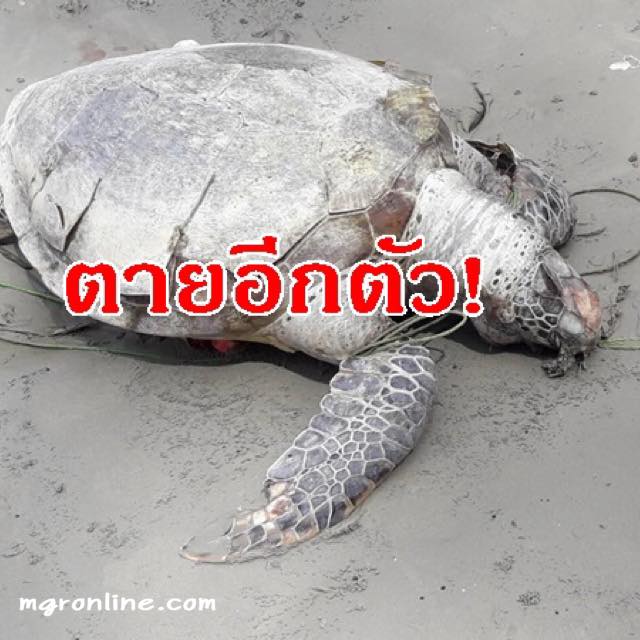 พบซากเต่าตนุตัวใหญ่ ติดอวนตายเกยหาดทุ่งทะเล