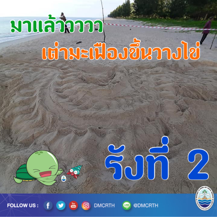แน่นอนแล้ว เป็นแม่เต่ามะเฟืองขึ้นวางไข่ที่หาดบ่อดาน