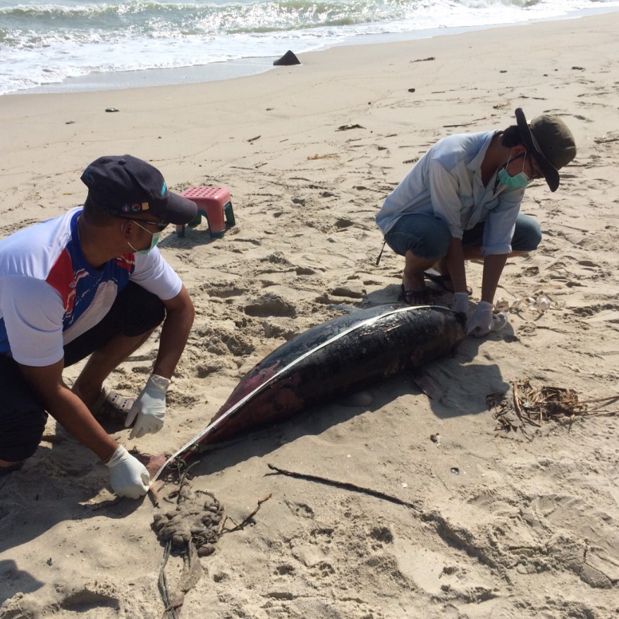 พบซากโลมาหัวบาตรหลังเรียบ เกยหาดชลาทัศน์