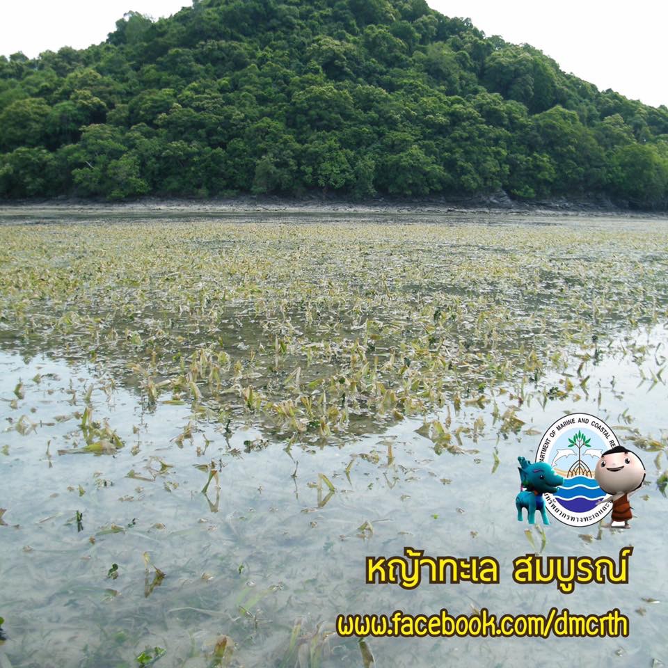 สวัสดี พี่น้องเครือข่ายรักษ์ทะเลไทย