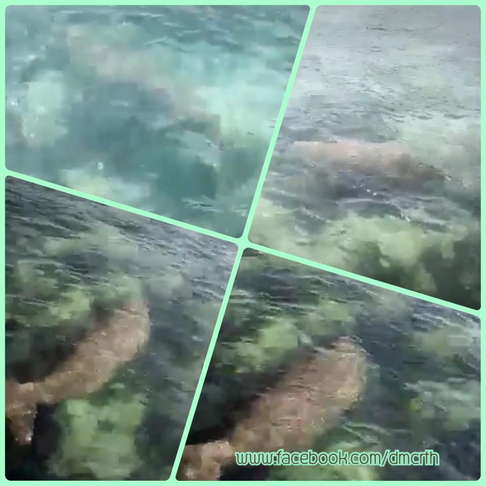 ตรวจสอบการพบเห็นพะยูนที่เกาะพะงัน ทะเลสุราษฎร์ธานี
