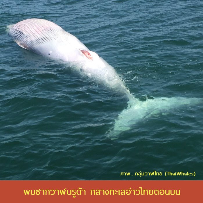 สูญเสียวาฬบรูด้าเต็มวัย กลางทะเลอ่าวไทยตัว ก.