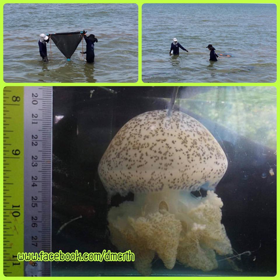 พบแมงกะพรุนพิษ ชนิดไม่ร้ายแรง ชายหาดบางแสน