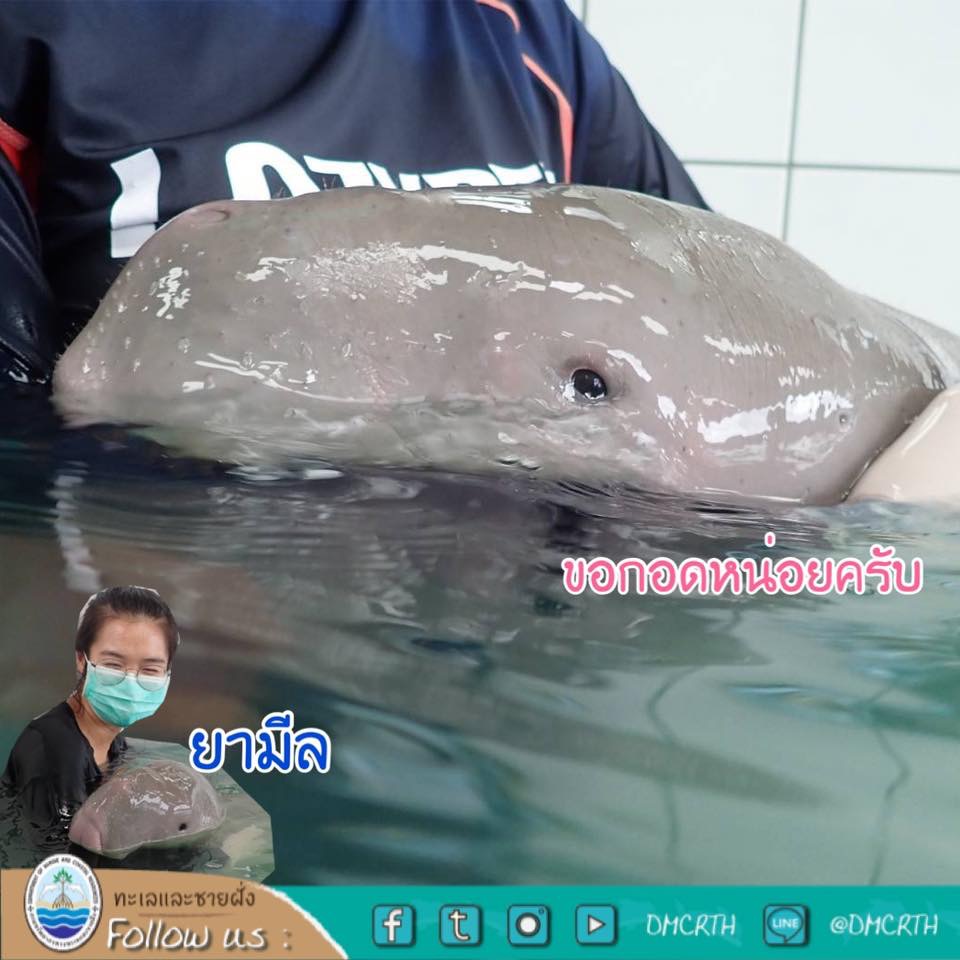 พัฒนาการที่ดี ยามีล ช่วงนี้ชิวๆ ครับ