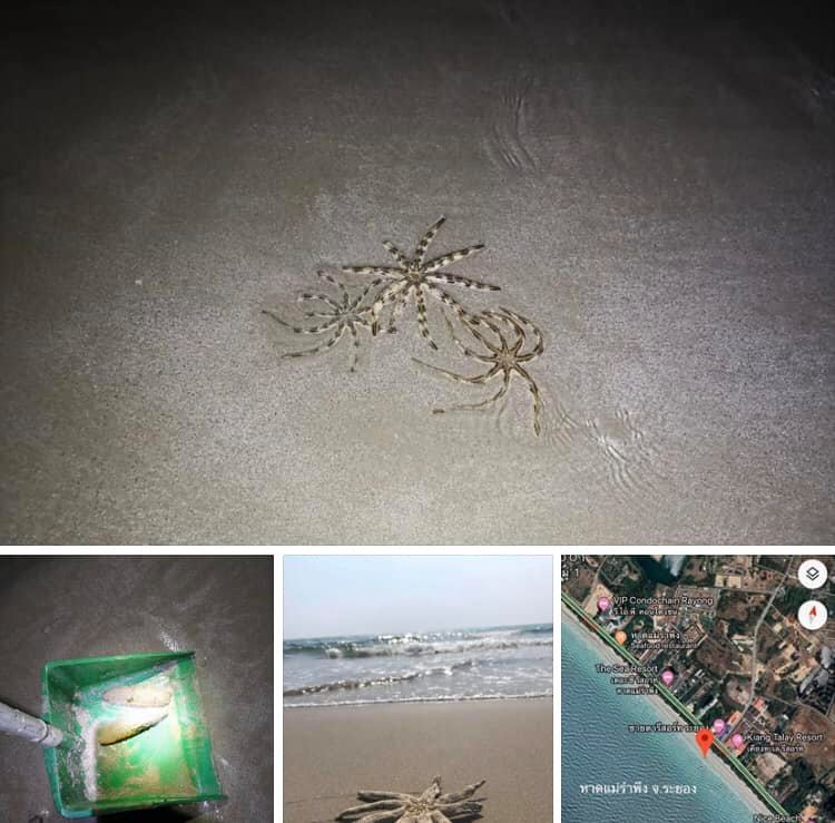 ดาวแสงอาทิตย์ตายเกยหาดแม่รำพึง ระยอง