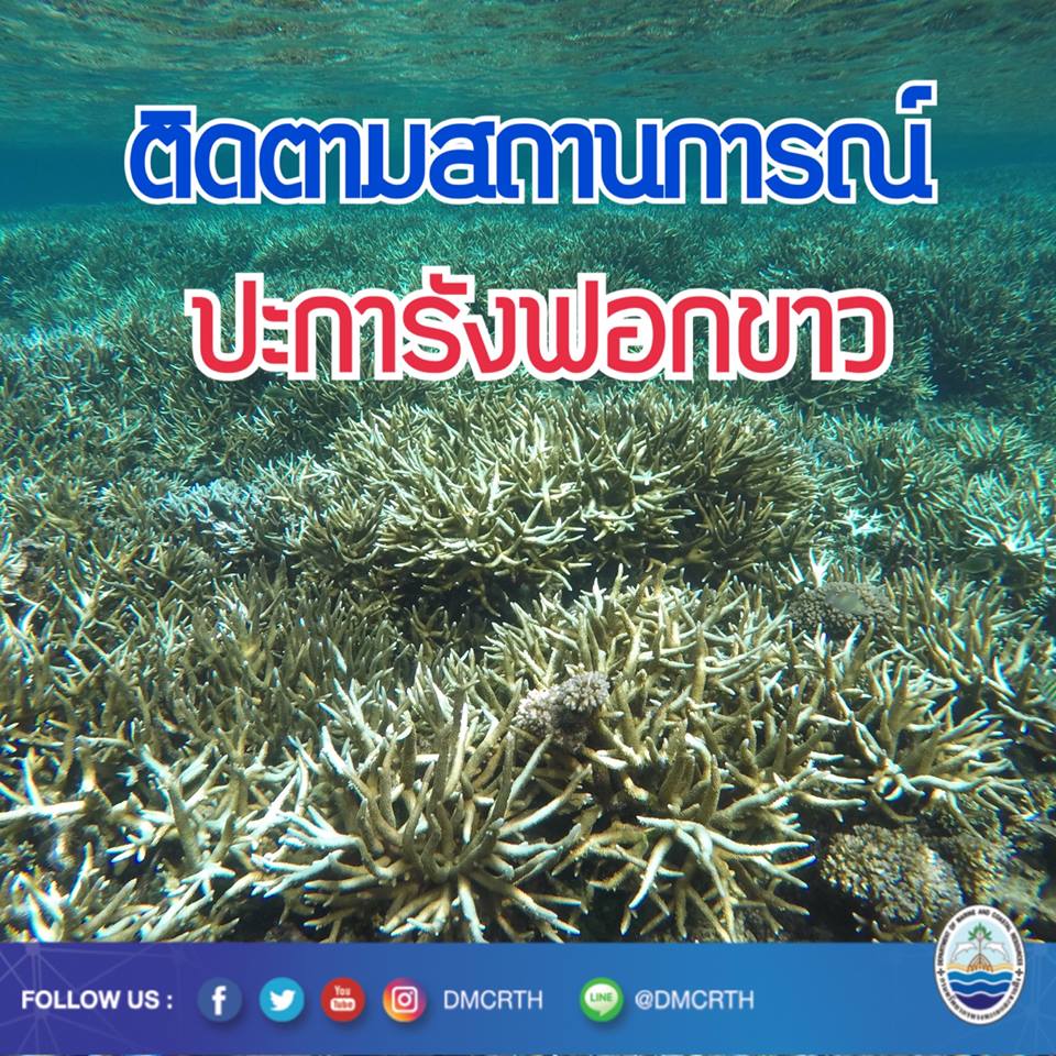 ทช. ขอความร่วมมือติดตามสถานการณ์ปะการังฟอกขาว