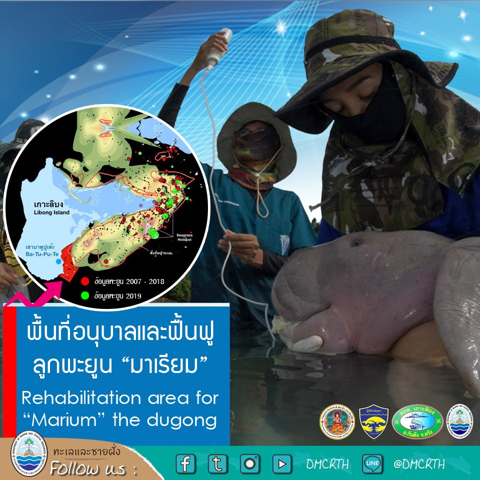 เรื่องน่ายินดี กับความร่วมมือในการดูแลพะยูนตัวน้อยที่ทะเลตรัง