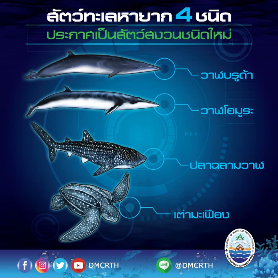 สายอนุรักษ์ทะเลเฮ ประกาศแล้ว พรบ.สงวนและคุ้มครองสัตว์ป่าฉบับใหม่