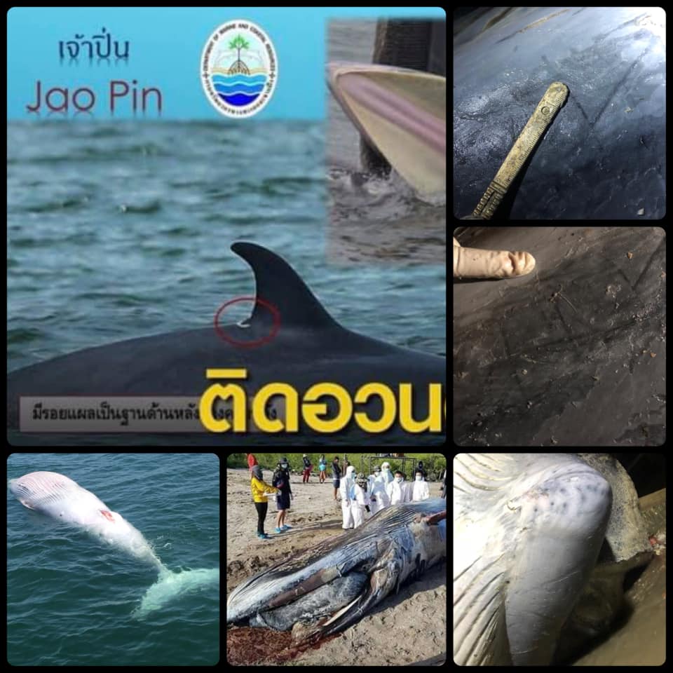ผลชันสูตรซากวาฬบรูด้า ระบุชัดคือเจ้าปิ่นลูกแม่กันยา