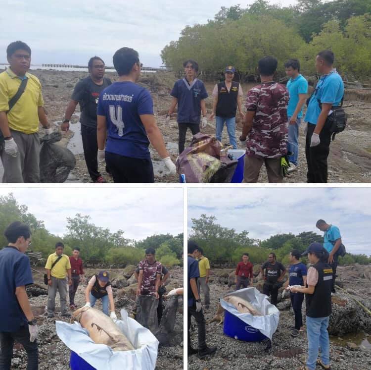 เสียดายจริง พบซากโลมาอิรวดีตัวใหญ่เกยหาดอ่างศิลา
