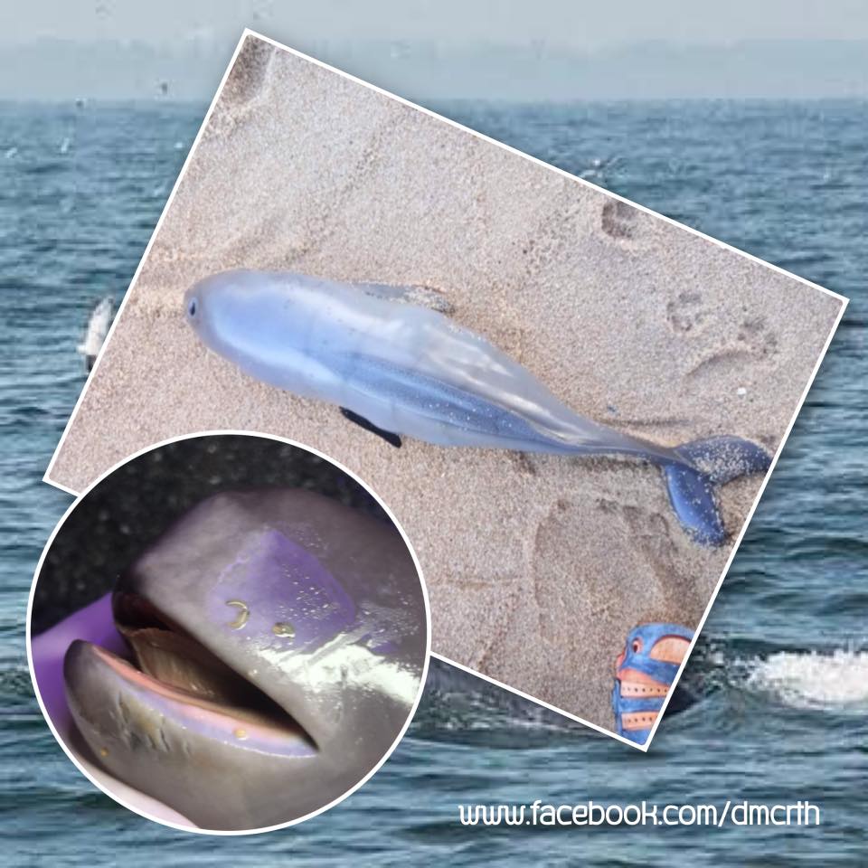 น่าเศร้า พบซากลูกโลมาน้อย เกยหาดทับสะแก
