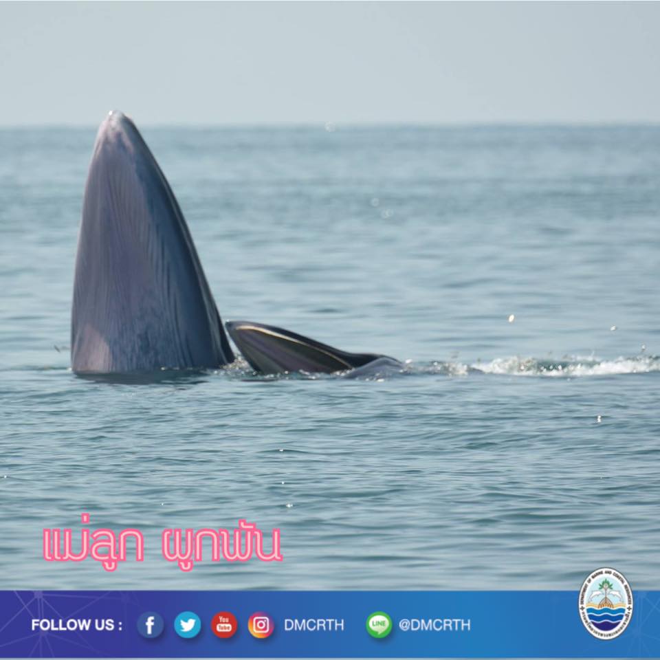ยินดีต้อนรับสมาชิกใหม่ ค่ายลูกแม่สาคร