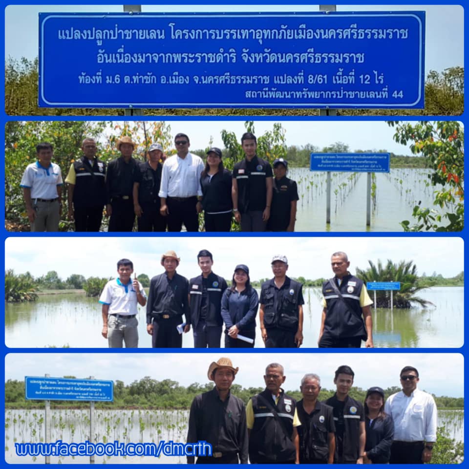 ตามผลการปลูกป่าชายเลนเมืองคอน พบได้ผลดี