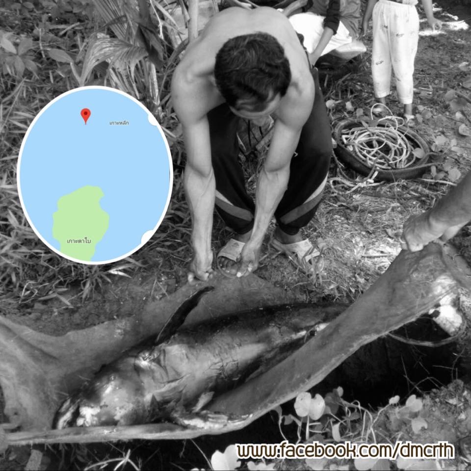 สูญเสียโลมาหัวบาตรหลังเรียบ เกาะสุกร