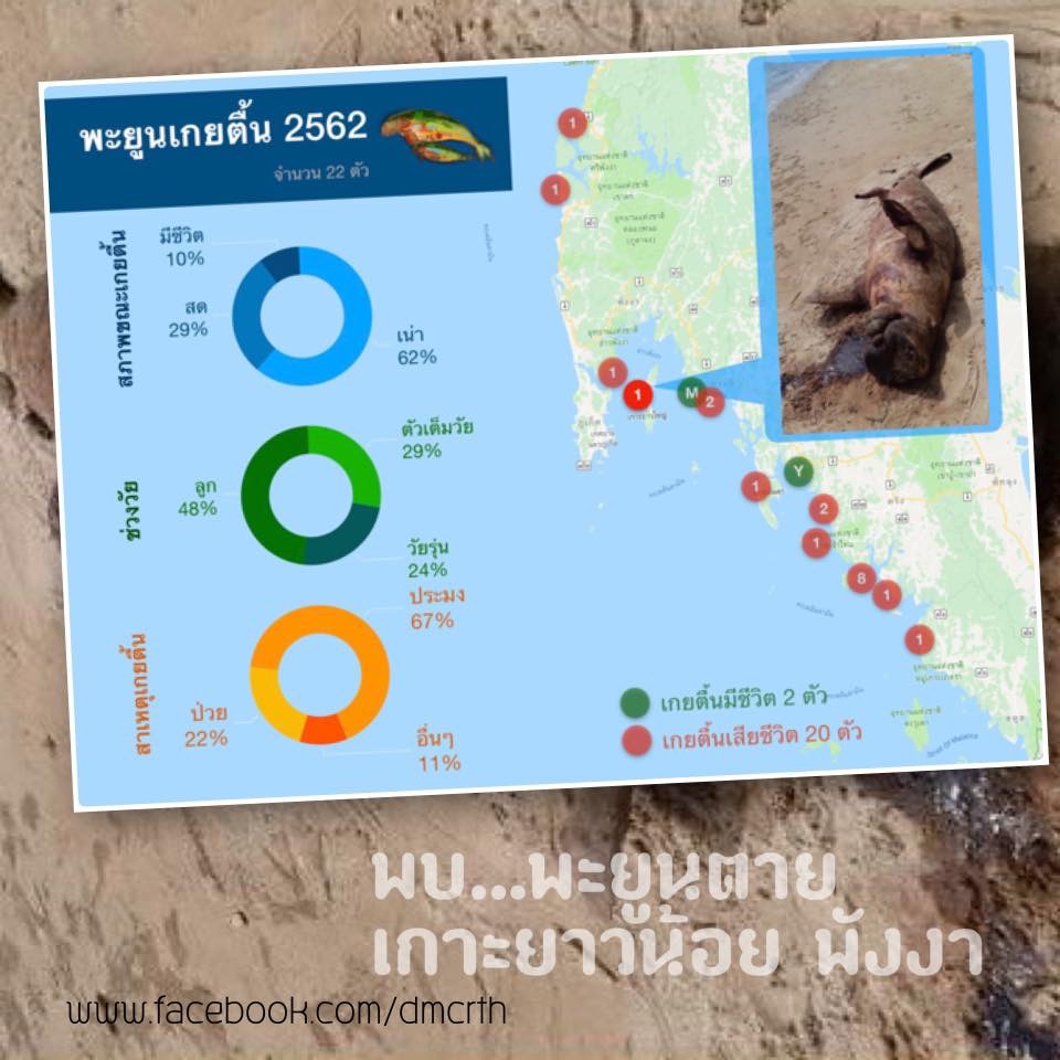 สลดอีก พบซากพะยูน เกยหาดเกาะยาวน้อย