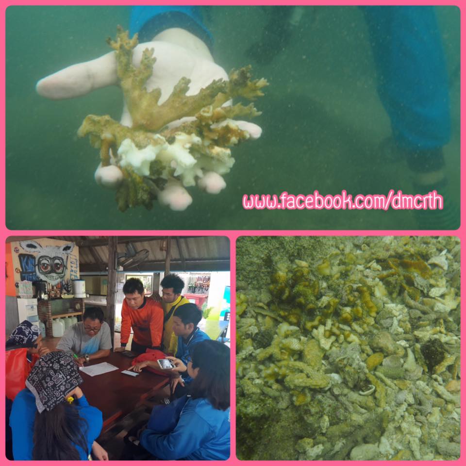 เตรียมฟื้นฟู ปะการังเกาะสิงห์ เกาะสังข์