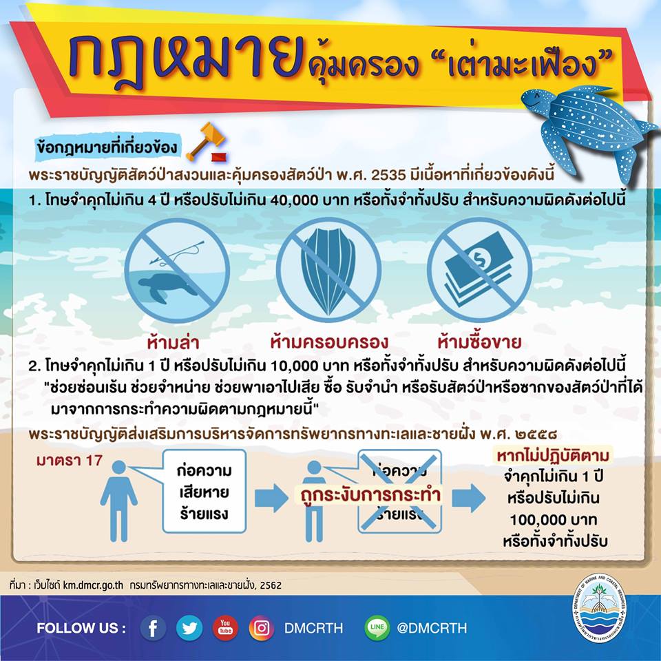 มาเรียน มารู้ กฎหมายที่เกี่ยวข้อง เพื่อคุ้มครองเต่ามะเฟือง