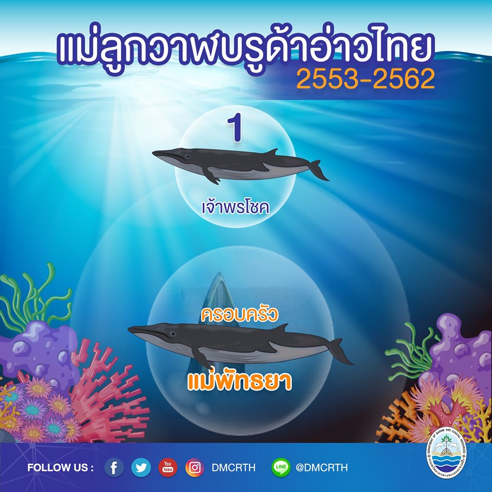 ครอบครัววาฬบรูด้า ๑/๑๘ ครอบครัวแม่พัทธยา
