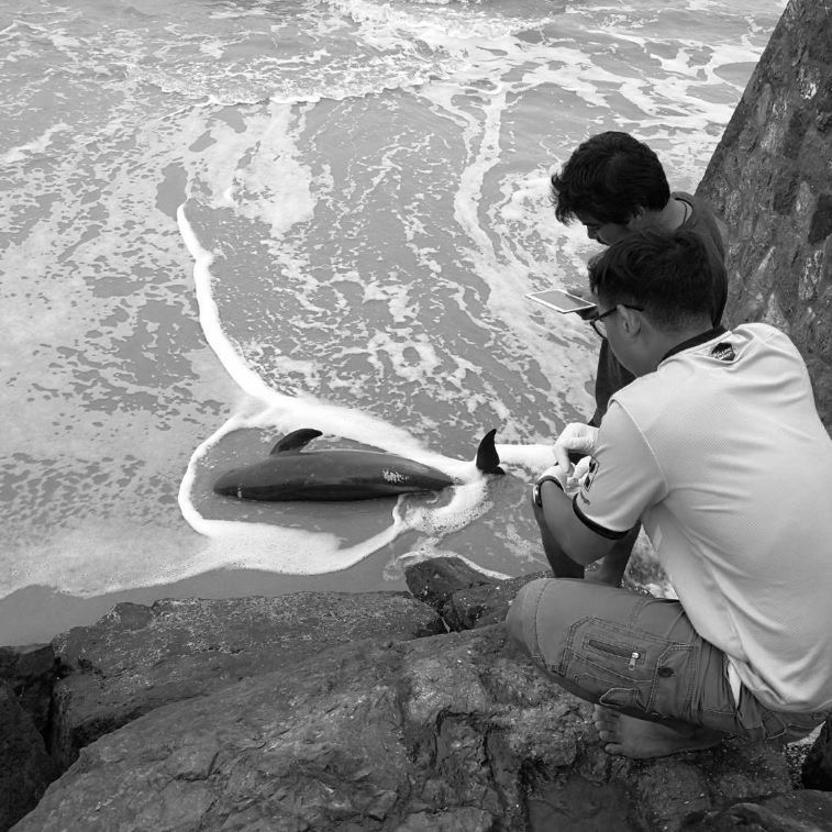 เศร้ารับวันแรกปี พบซากสดโลมาชายหาดปึกเตียน