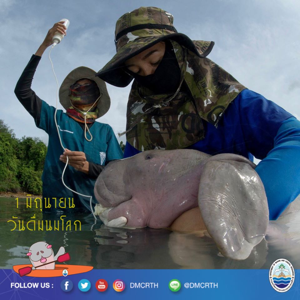 พวกเรา พะยูน เป็นสัตว์เลี้ยงลูกด้วยนมเช่นกันนะ