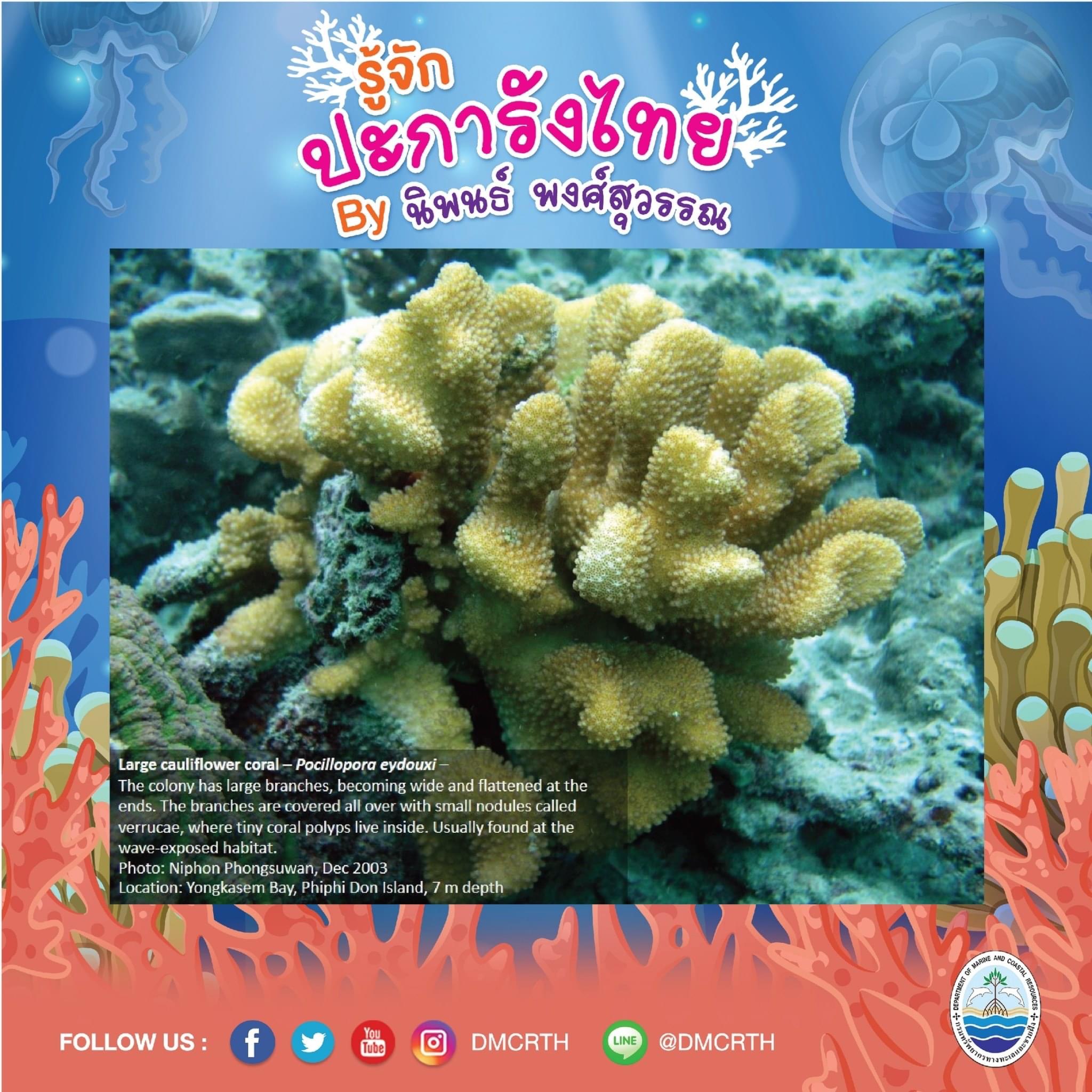 พาท่องโลกใต้ทะเล ทำความรู้จักปะการังวันละตัว #๑๙