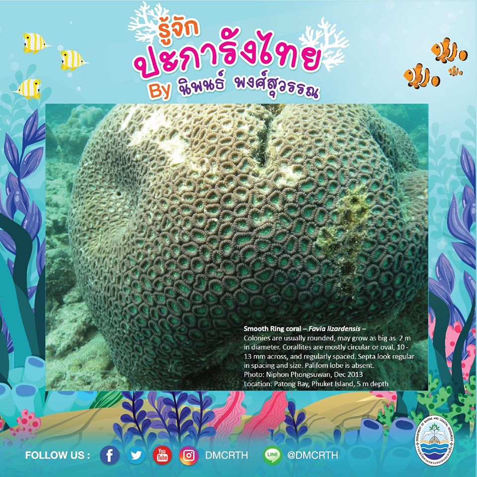 พาท่องโลกใต้ทะเล ทำความรู้จักปะการังวันละตัว #๗๙