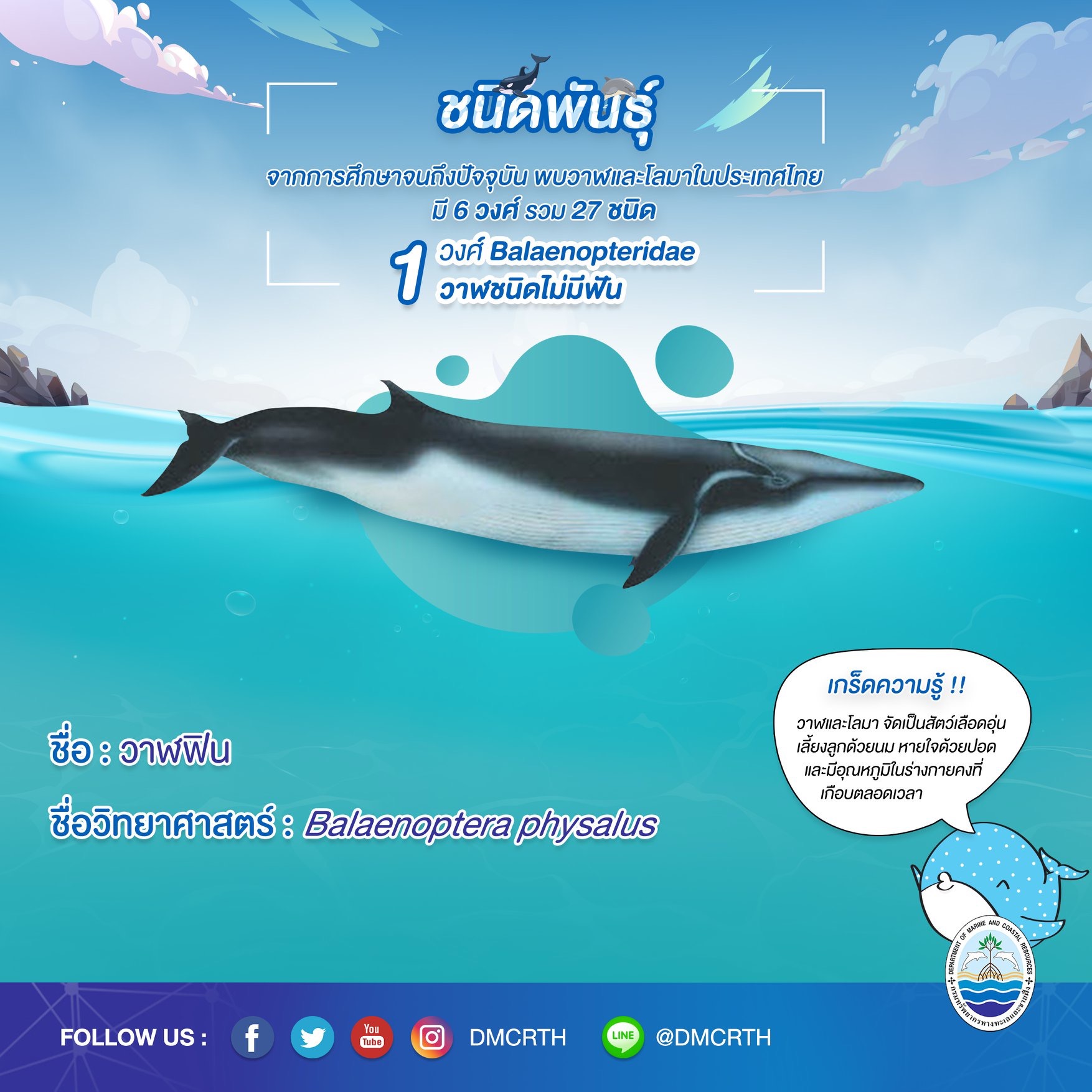 รู้จักเรา รู้จักวาฬ/โลมา วันละชนิด #๑ วาฬฟิน