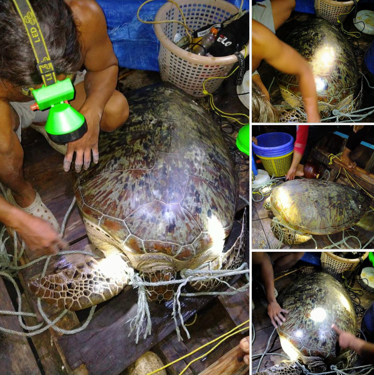 รักเลย คนดีสตูลช่วยเต่าตนุติดอวนโป๊ะรอดปลอดภัย