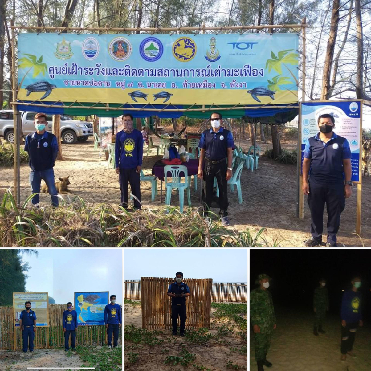 รอแม่เต่าขึ้นวางไข่เพิ่มว่ายาก รอลูกเต่าหาดไม้ขาวฟักง่ายกว่า เจอกันเร็วๆ นี้