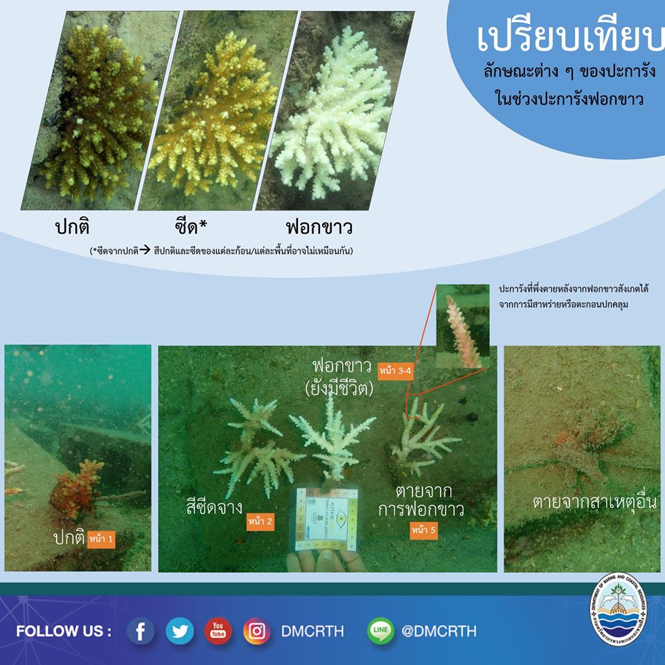 เอาใจช่วยปะการัง ปีนี้พวกเราจะไม่ฟอกขาวได้หรือไม่
