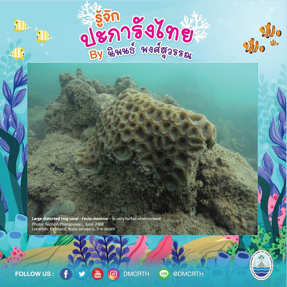 พาท่องโลกใต้ทะเล ทำความรู้จักปะการังวันละตัว #๘๐
