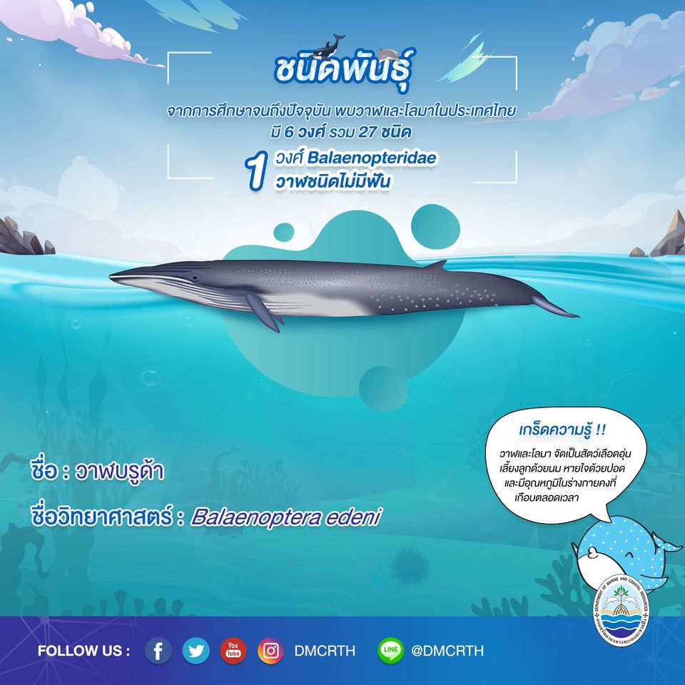 รู้จักเรา รู้จักวาฬ/โลมา วันละชนิด #๒ วาฬบรูด้า
