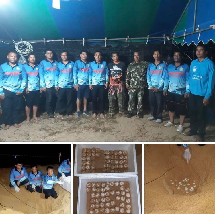 เจอไข่รัง ๒ แล้ว หลังแม่เต่ามะเฟืองวางไข่หาดบางขวัญ พังงา