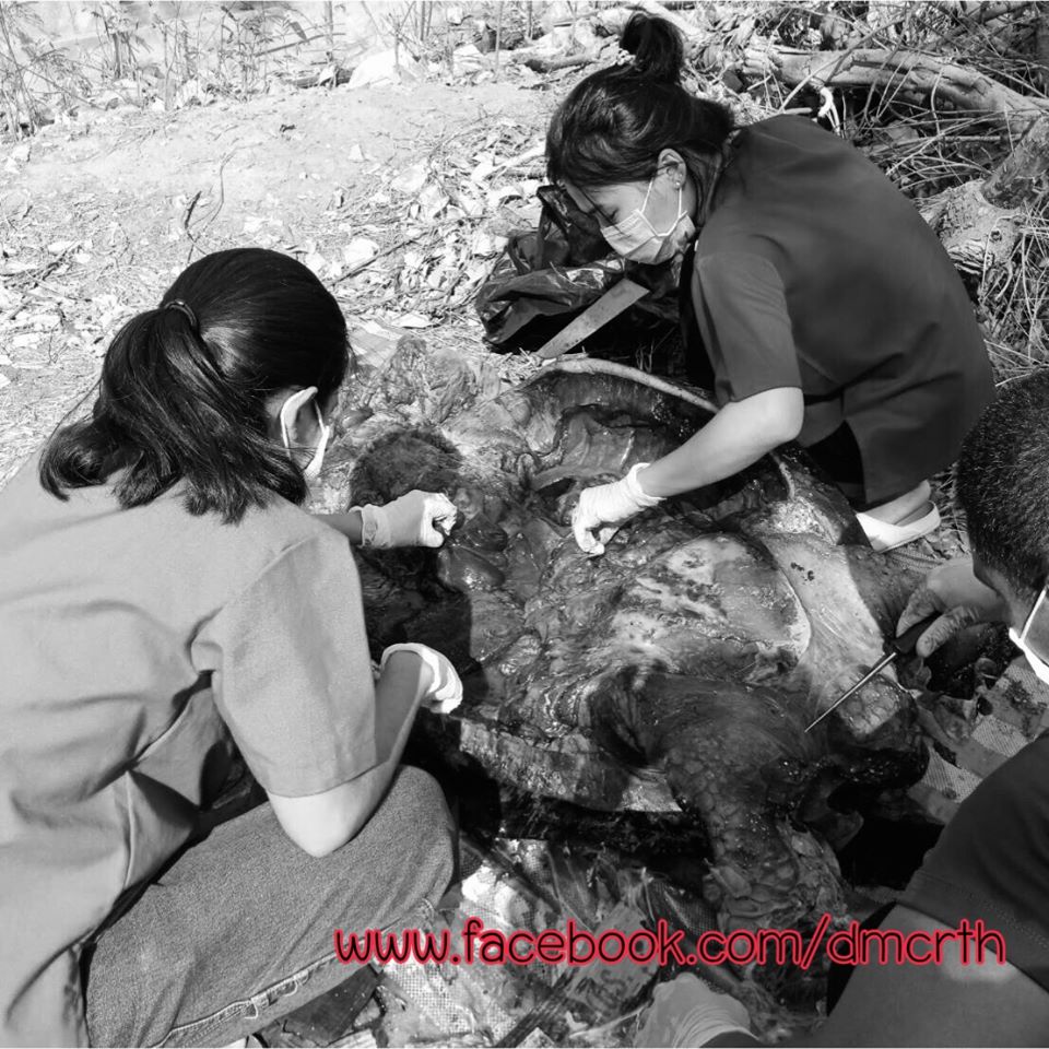 ผลชันสูตรเต่าตนุหาดทัพทราย ไม่พบพลาสติกในทางเดินอาหาร