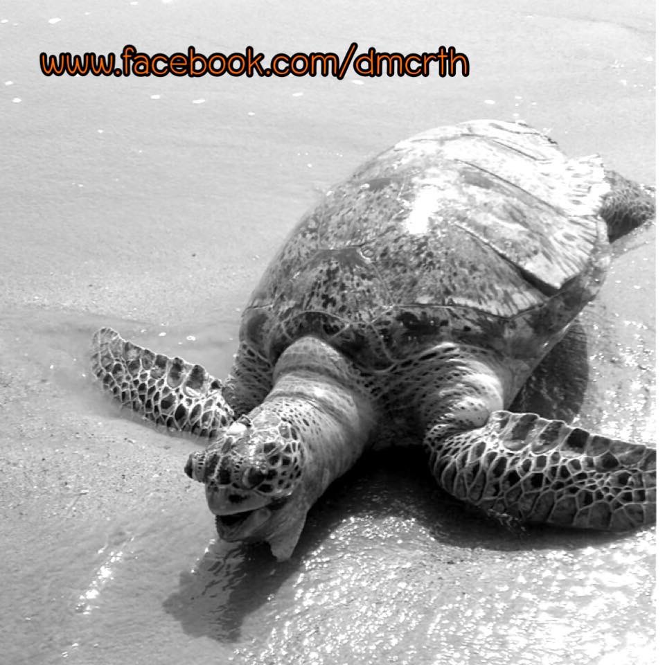 พบซากเต่าตนุเสียชีวิตจากเครื่องมือประมง หาดท้องโขชุมพร