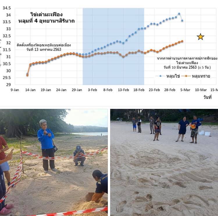 ใกล้แล้วจ้า เต่ามะเฟืองหลุมที่๔ หาดในยางพร้อมฟัก