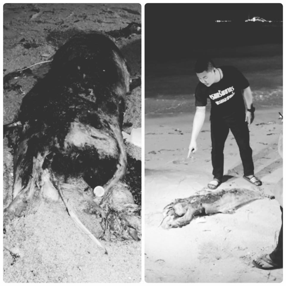 เสียดายโลมา ตายเกยหาดสุชาดาที่มาบตาพุด